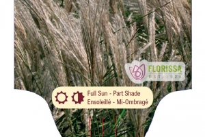 Grass Miscanthus 'Silberfeder'